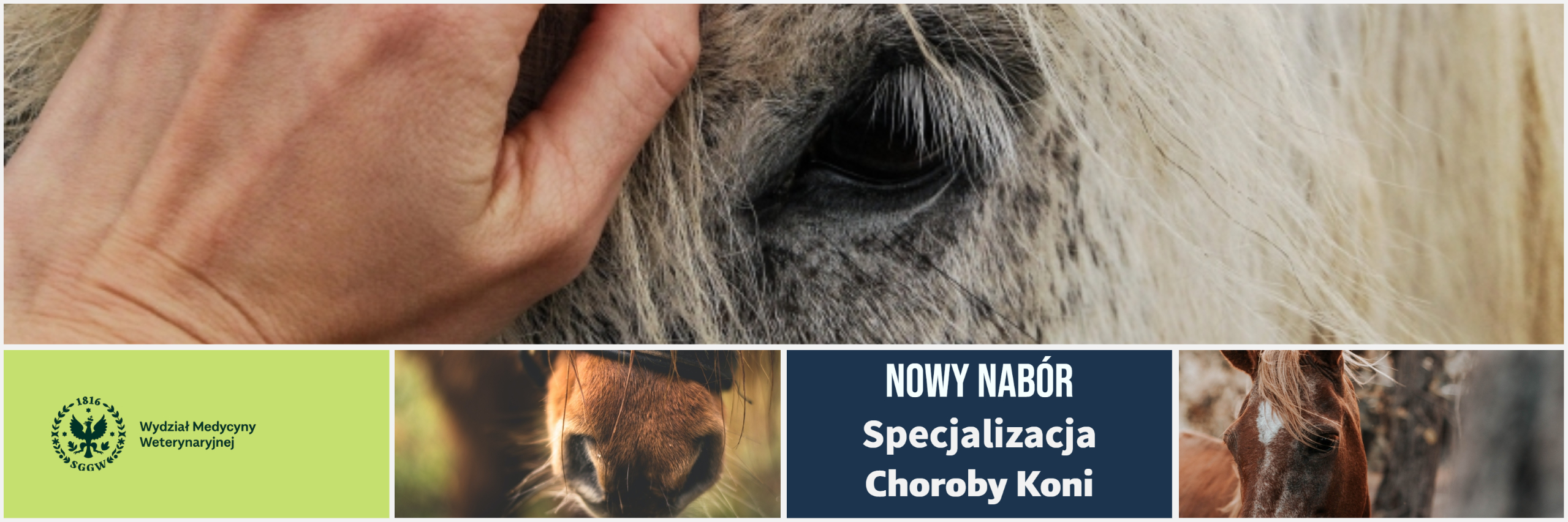 Specjalizacja choroby koni