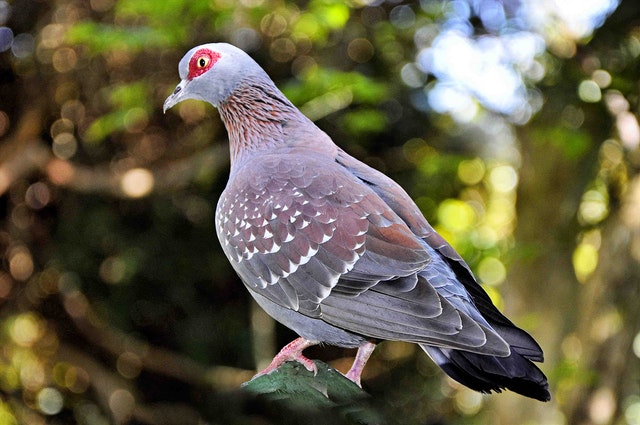 gołąb